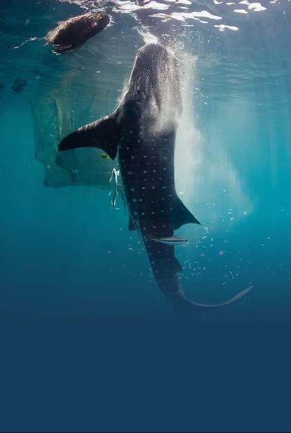 Tiburón Ballena